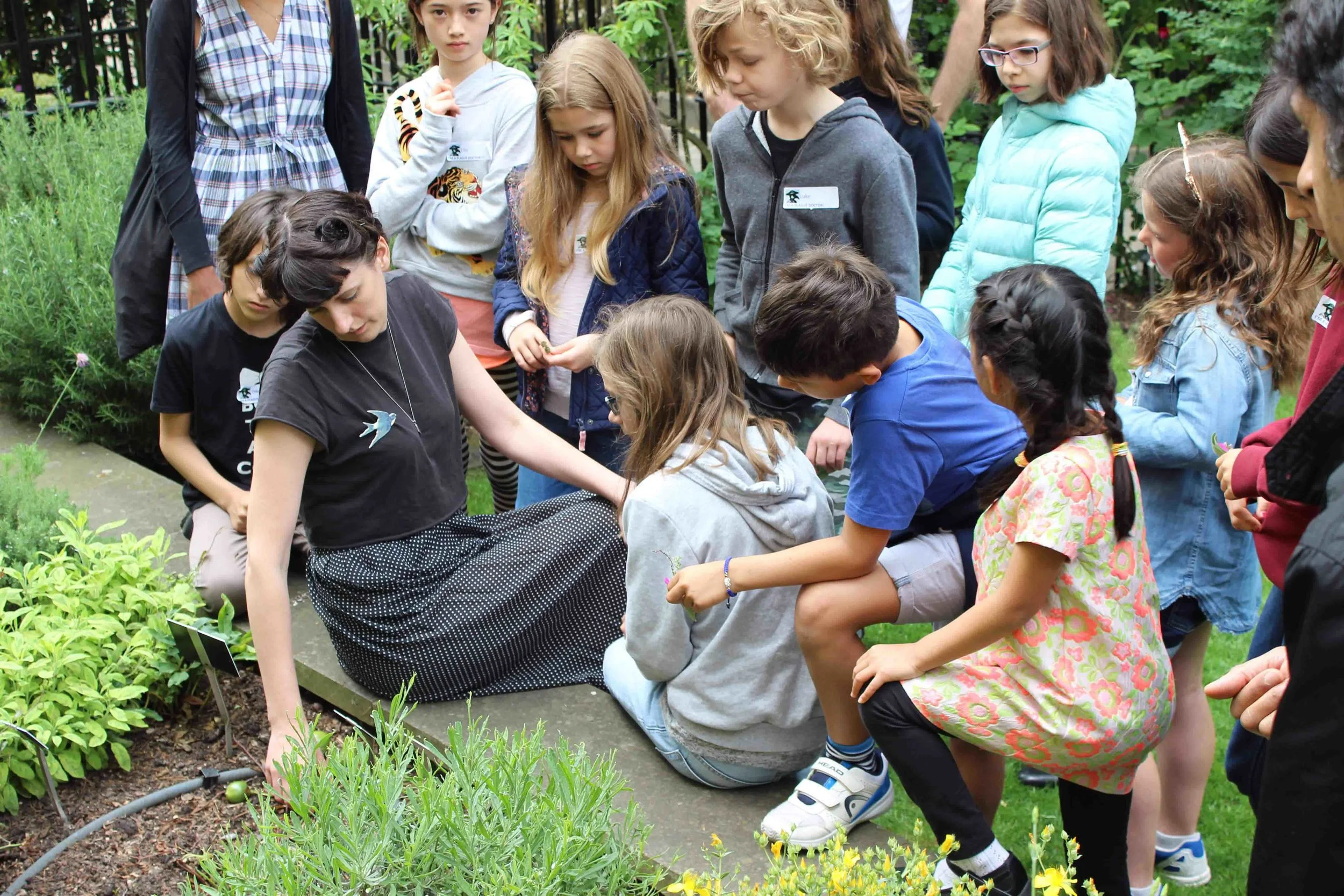 Gathering herbs in the medical garden of the Royal College of Physicians