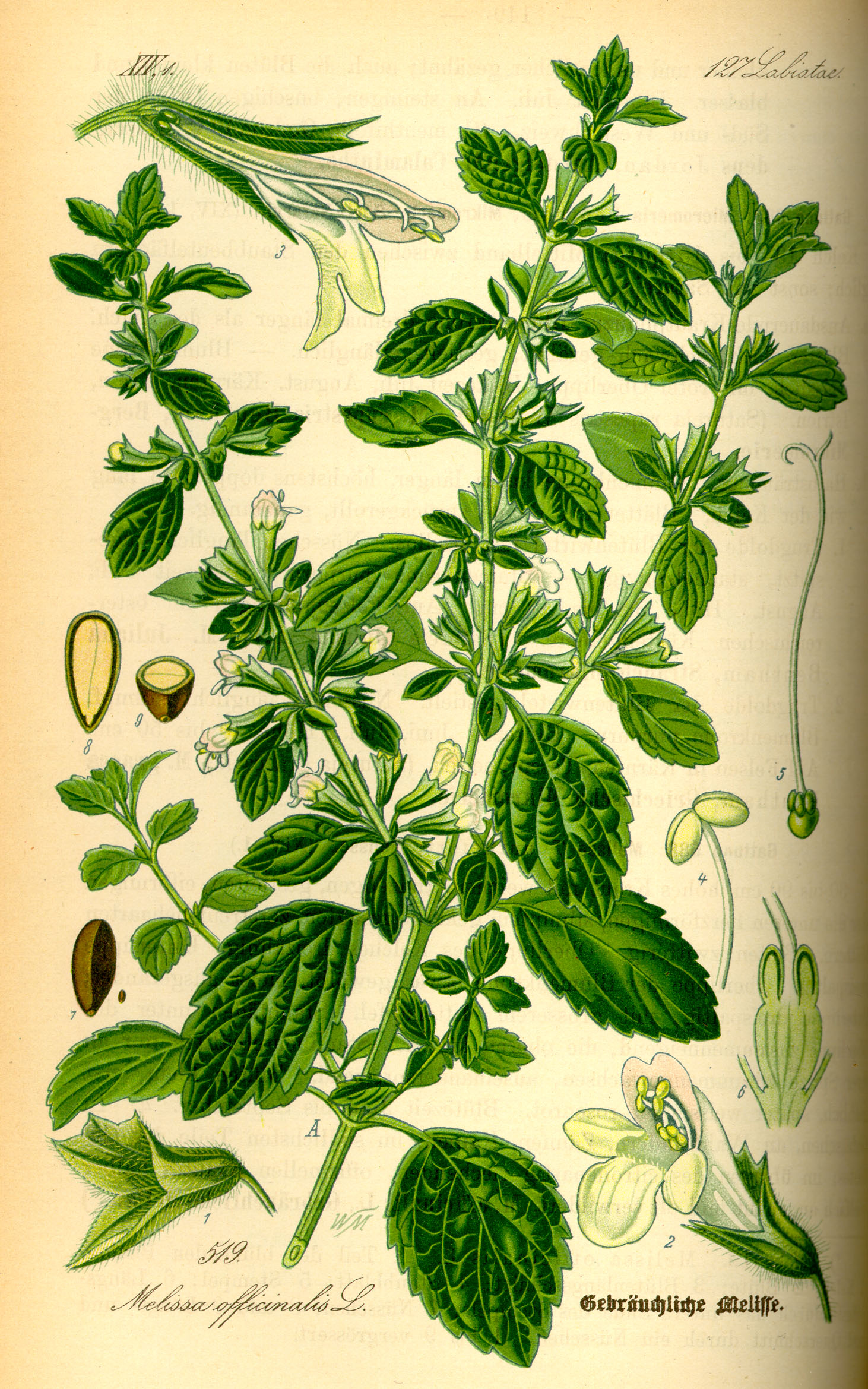 Melissa officinalis, from Flora von Deutschland Österreich und der Schweiz , Gera 1885. Wikimedia commons.