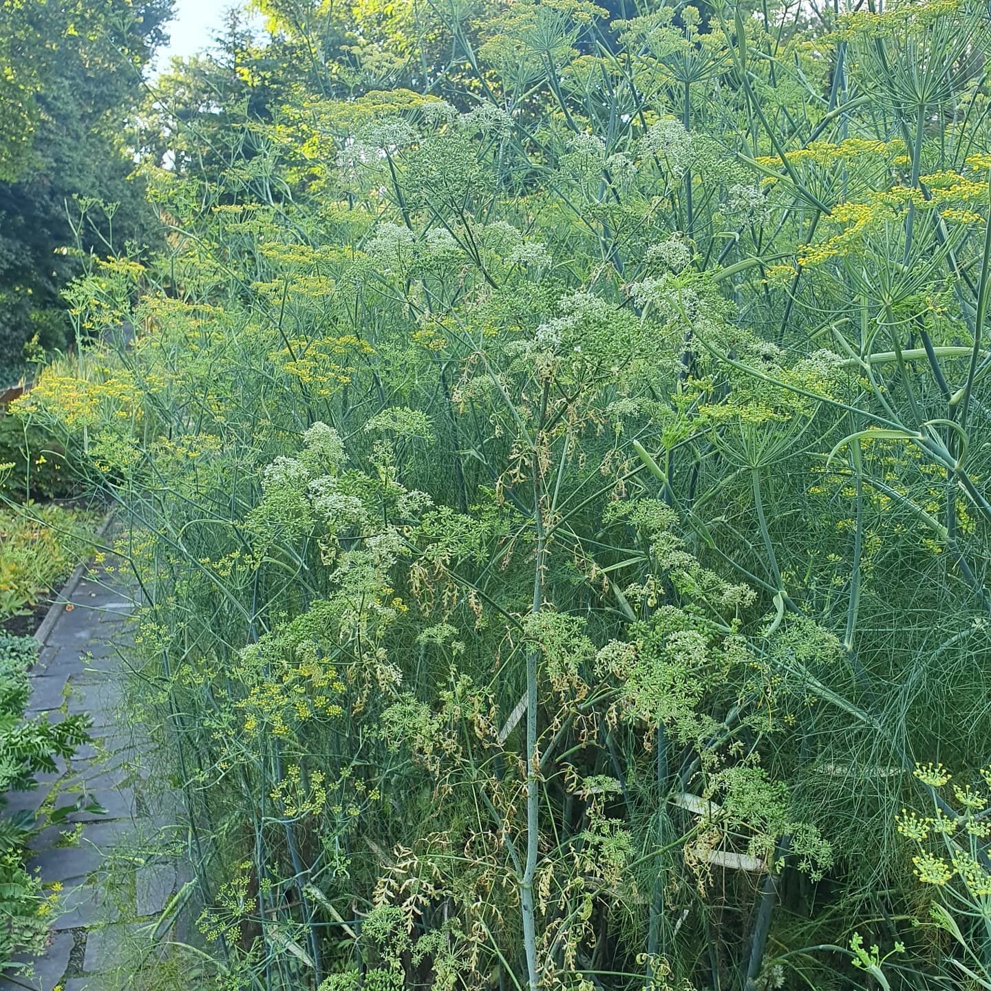 BEWARE // A moral tale of deadly danger. A few days ago, in a botanic garden, myself and a friend (a professional botanist) were looking at a patch of glorious fennel, fragrantly  growing in the warm afternoon sunlight. I took a nibble to confirm it 