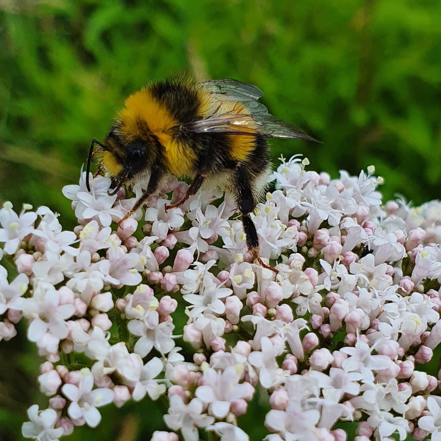 Looks like this little bee will sleep well tonight! Clambering all over a valerian flower taking a good old sip of nectar. Of course, I don't know if the scent will help a bee sleep well, but valerian has been valued for centuries as one of the stron