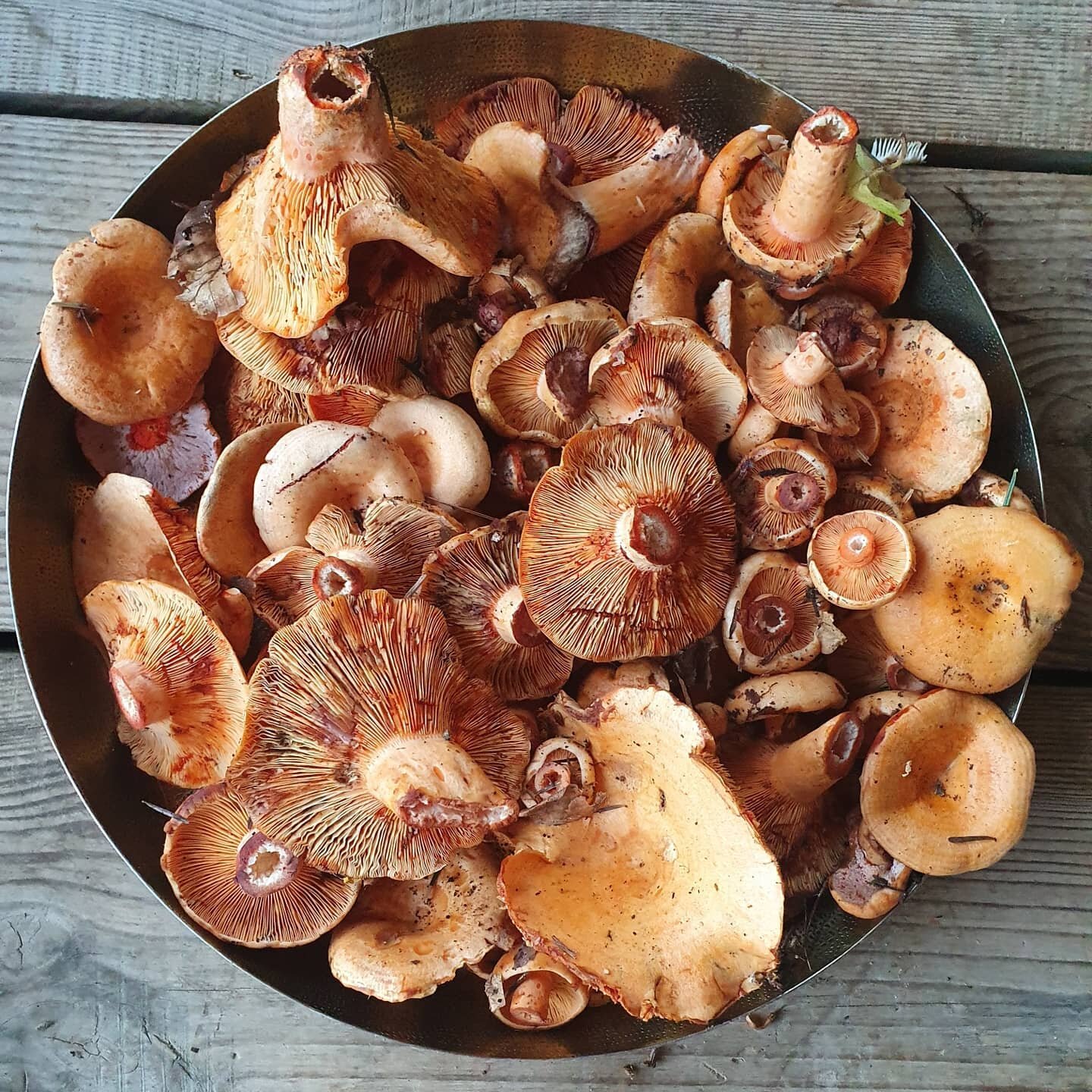 Salmon milkcaps (Lactarius salmonicolor), closely related to the saffron milkcap (L. deliciosus). These beauties have a bright orange sap hard to mistake. It is also pretty delicious. We have salted them with ginger and onion to make a kimchi stye la