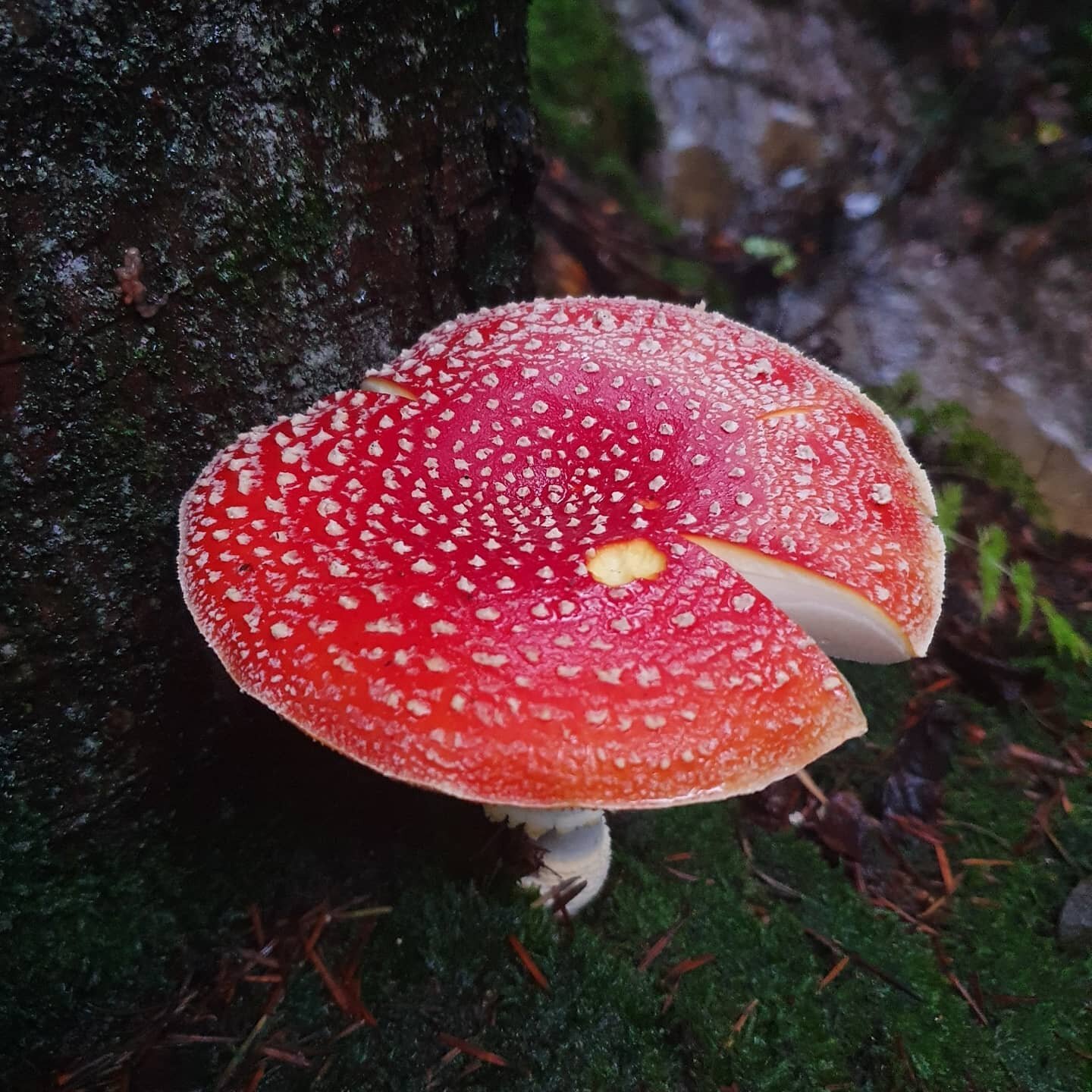 A little magical mushrooms for the october full moon. This Amanita vulgaris, Fly Agaric or fairy toadstool was glowing in the evening light. We boiled a few three times for 10 minutes (in fresh water each time). This breaks down the water soluble tox