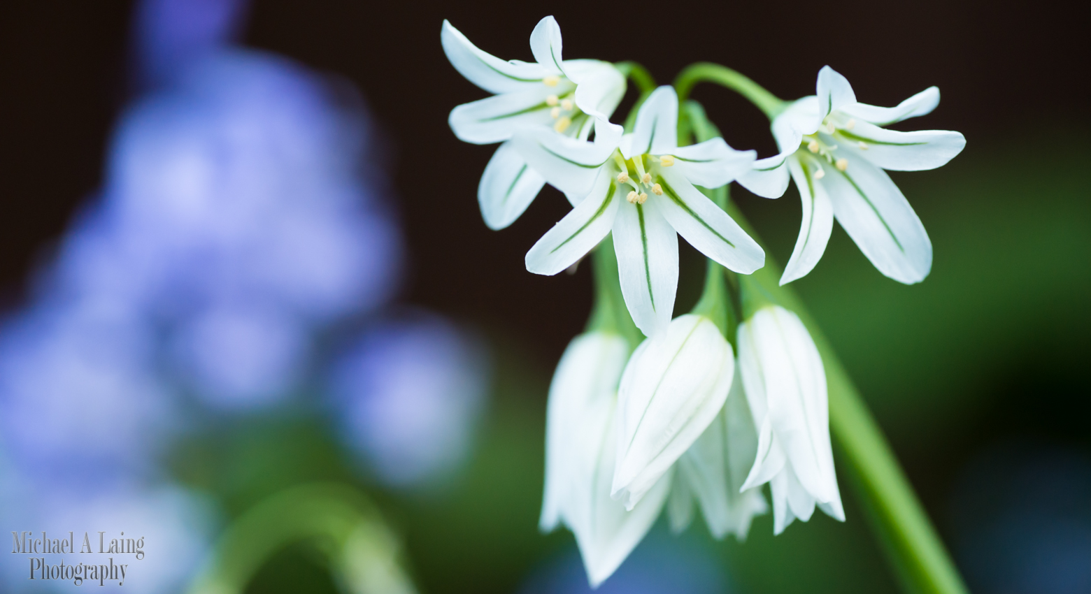 My mum has always enjoyed gardening and there are various plants and flowers around the garden, which come out at a variety of different times during the year.