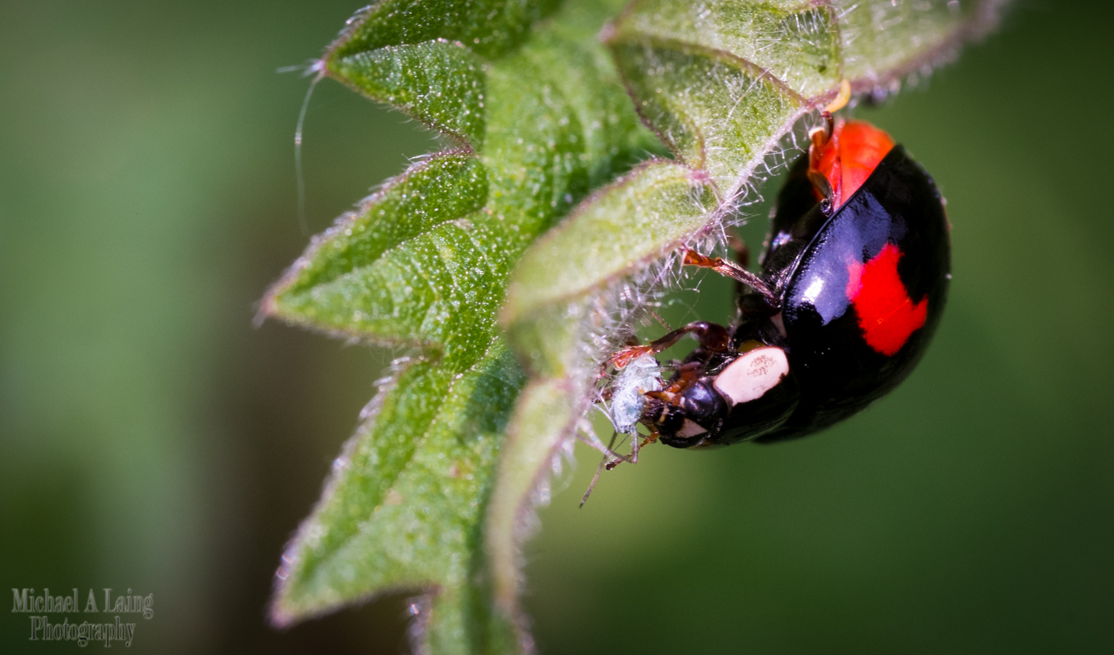 Macro shot