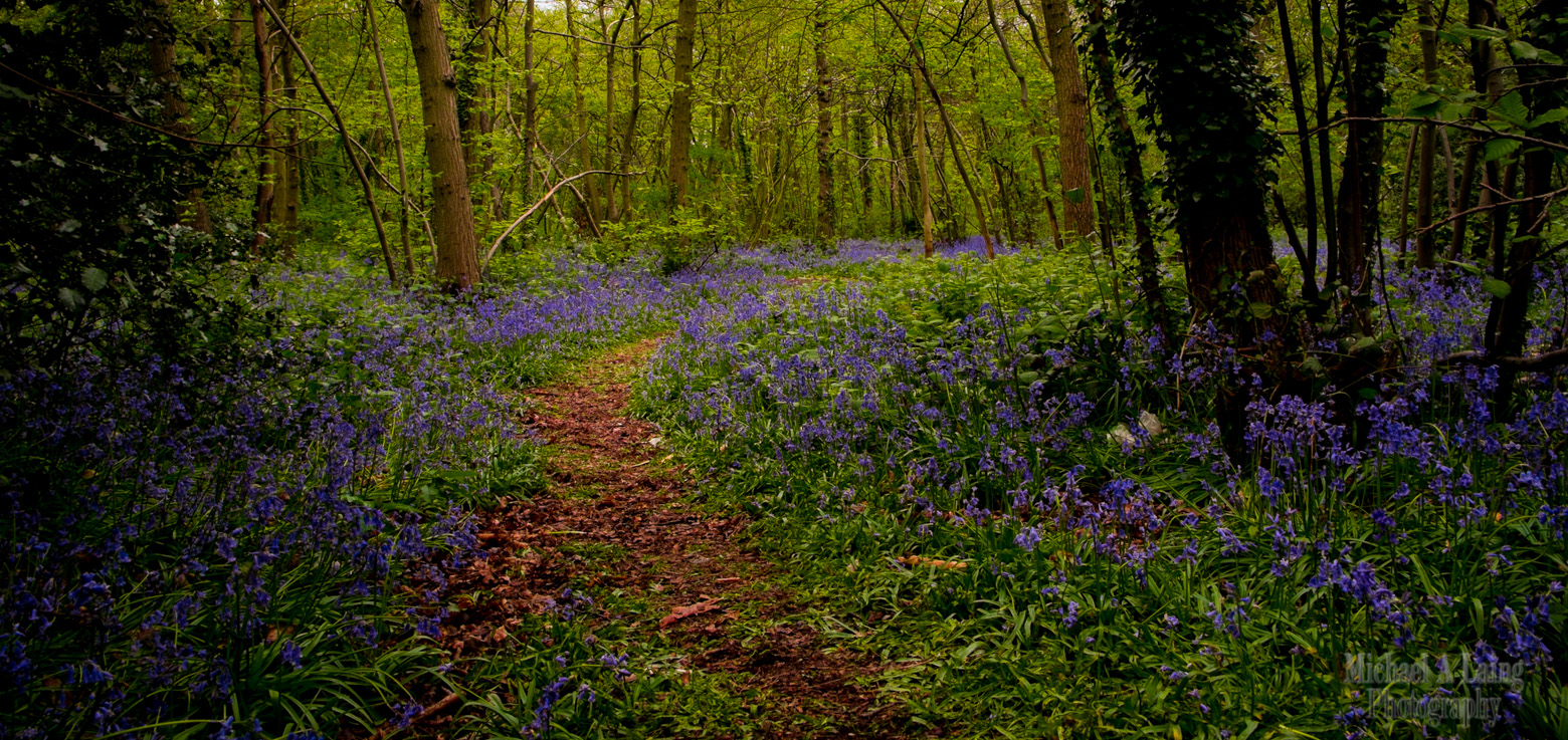 Taken in my local park, when I went for a walk with my mum during her recovery.
