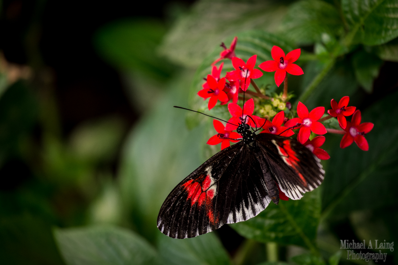 Taken at the butterfly house at London zoo. Whilst the Fuji X-E1 is a great little camera, it probably wasn't the best camera for taking to a zoo, particularly with its rather slow autofocus.