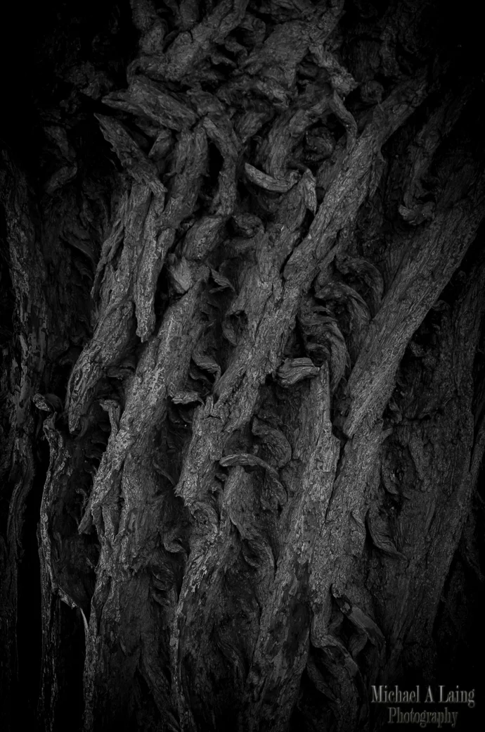 Bark march 2015 (2 of 4).jpg