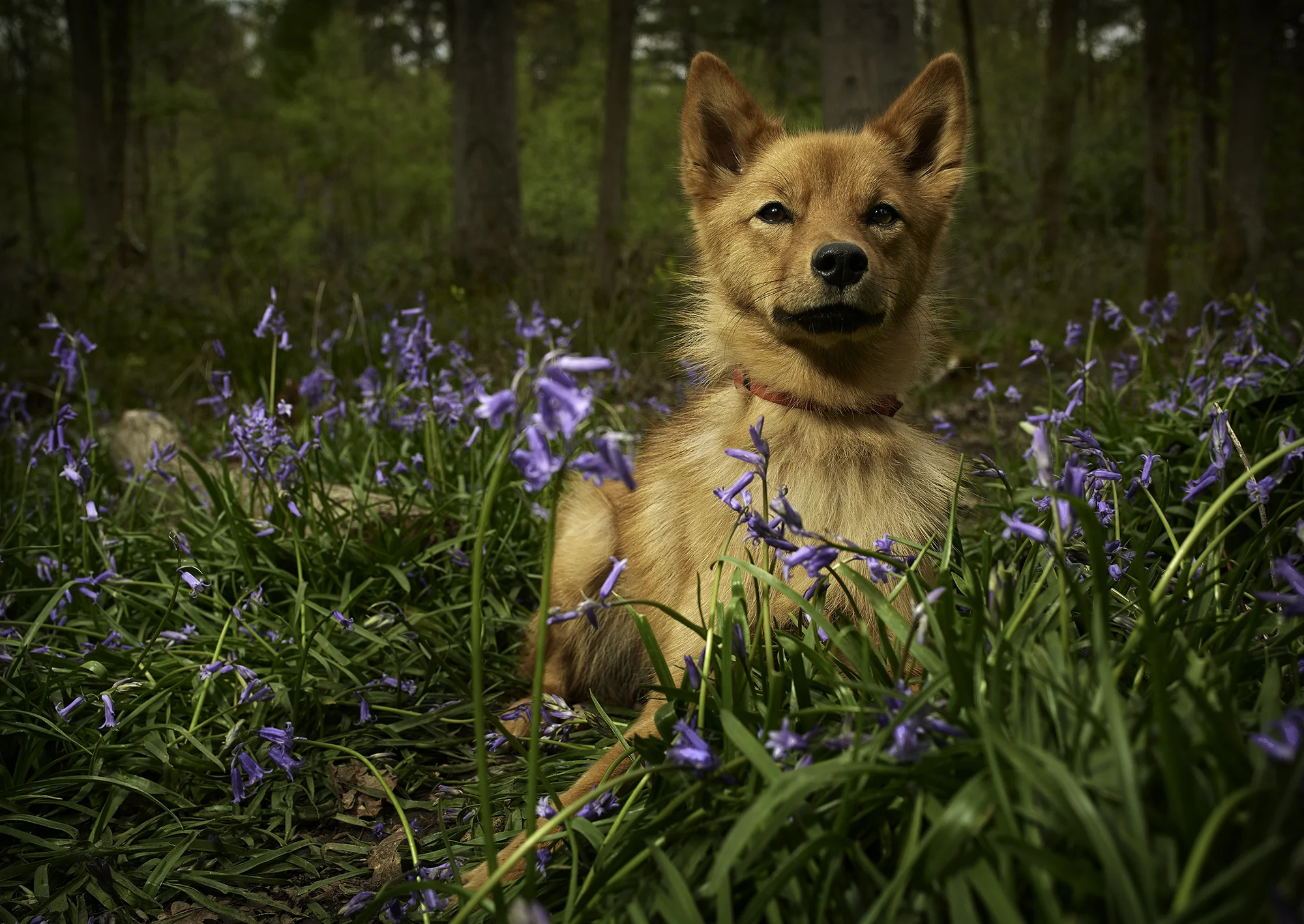 Kura a Finnish Spitz