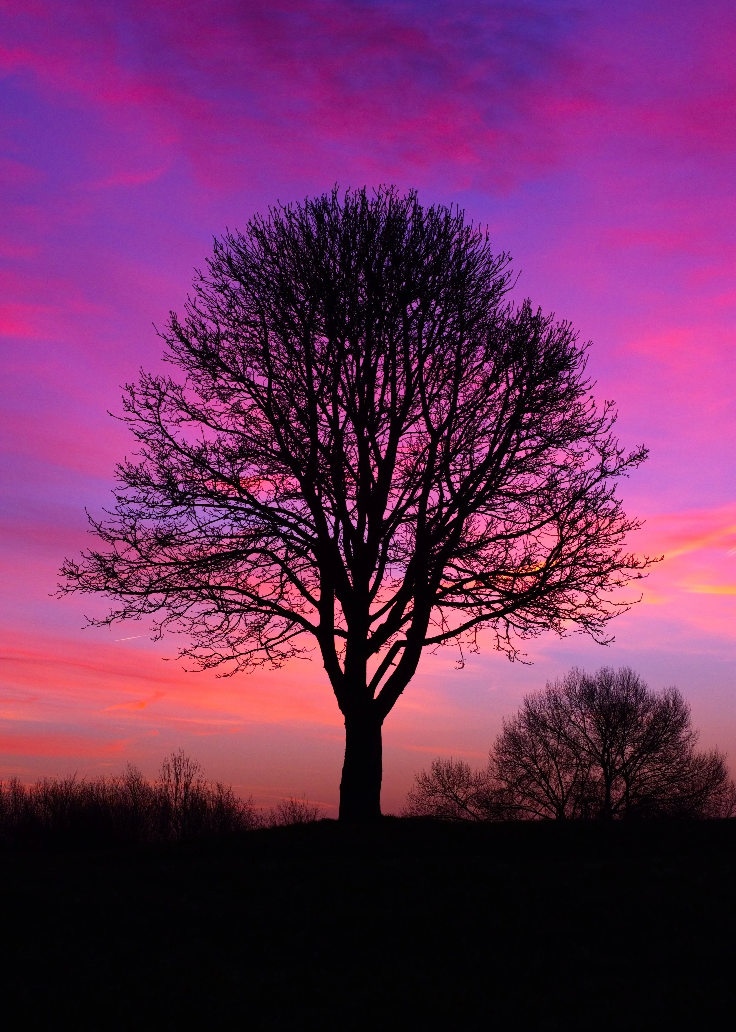Fuji tree on1pr large copy.jpg