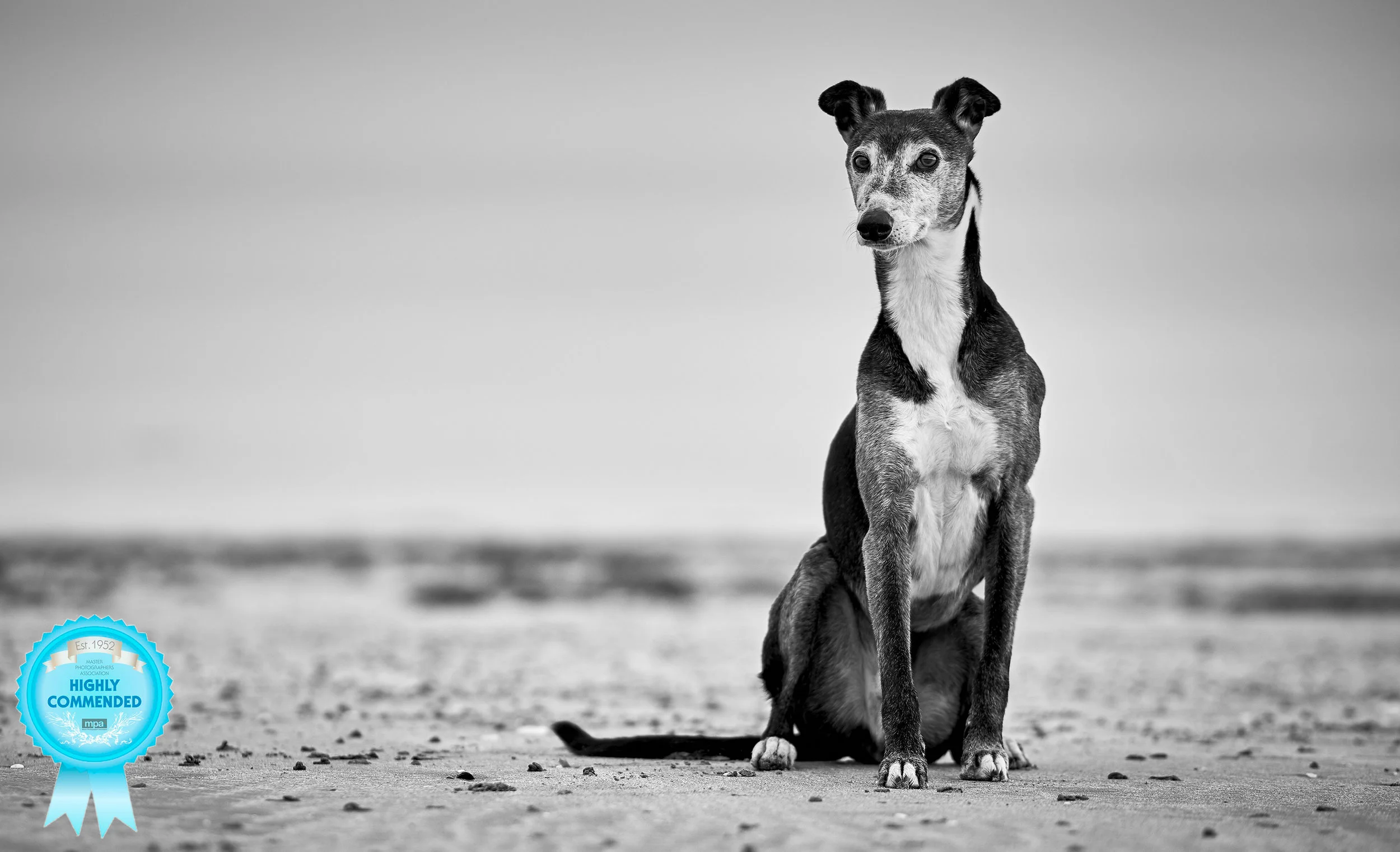 Master Photographers Association: December 2018 - Highly commended