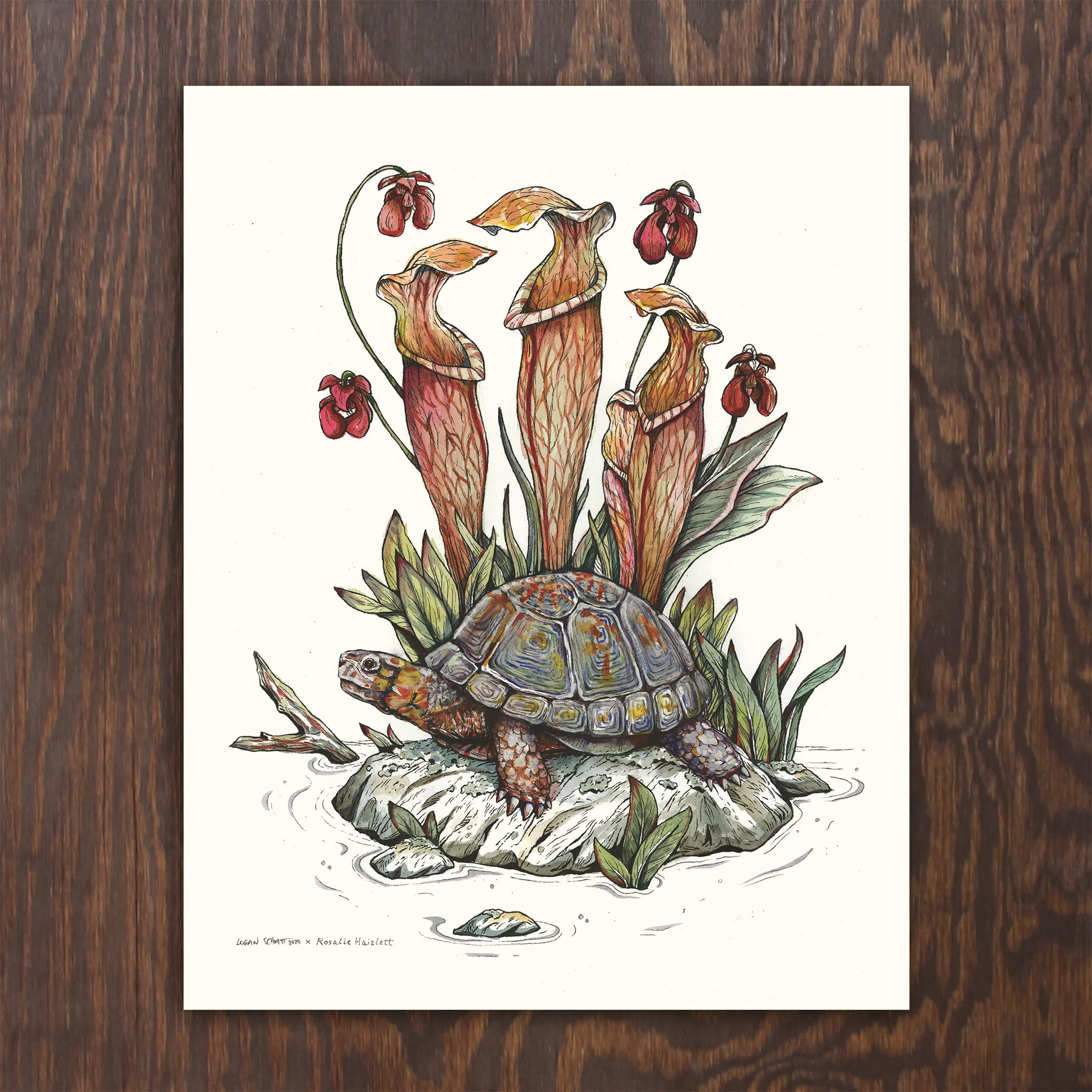 Bog Turtle and Mountain Sweet Pitcher Plant Print - Collaboration with Rosalie Haizlett