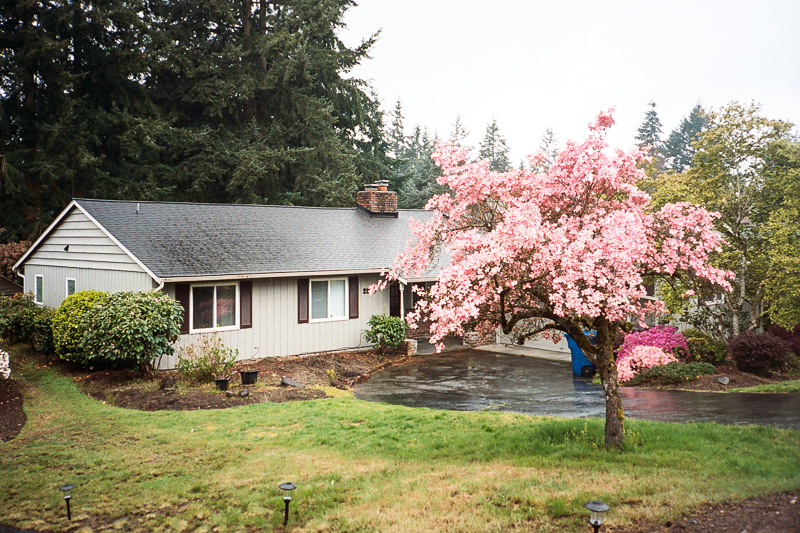 Bellevue, WA blooming. Portra 400 on Olympus XA2