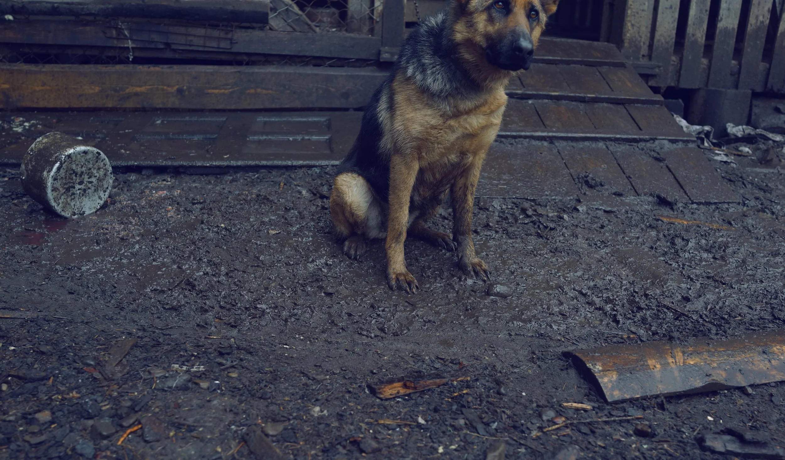 Mountain guard dog _ DSC03244.jpg