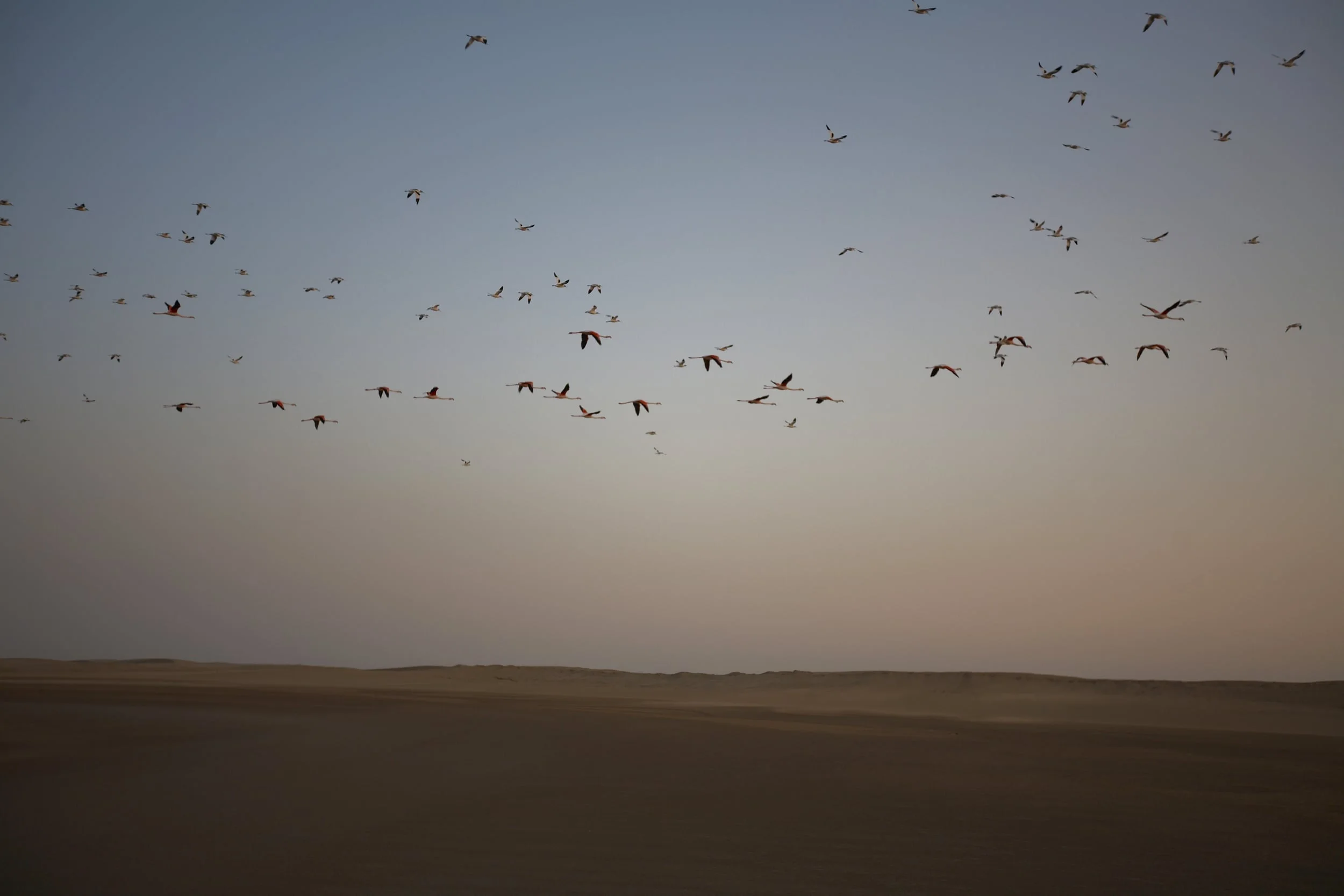 Flamingoes in Namibia.jpg