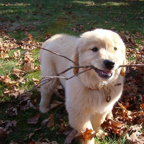 happy_puppies.jpg