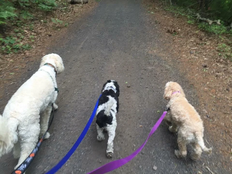dog_walking.jpg