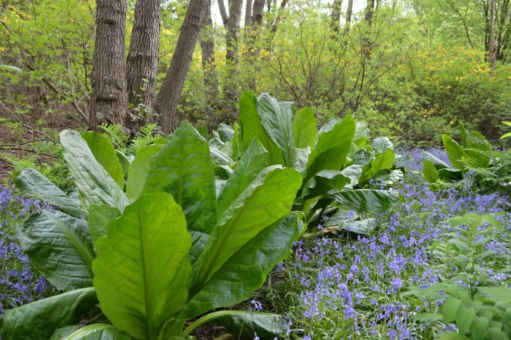 Have I found a 'free lunch'?