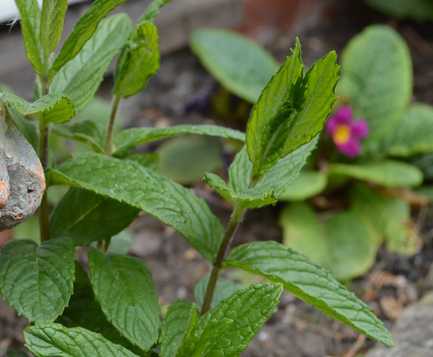 Does mint feature in Chris’ Arthritis Research UK Garden?