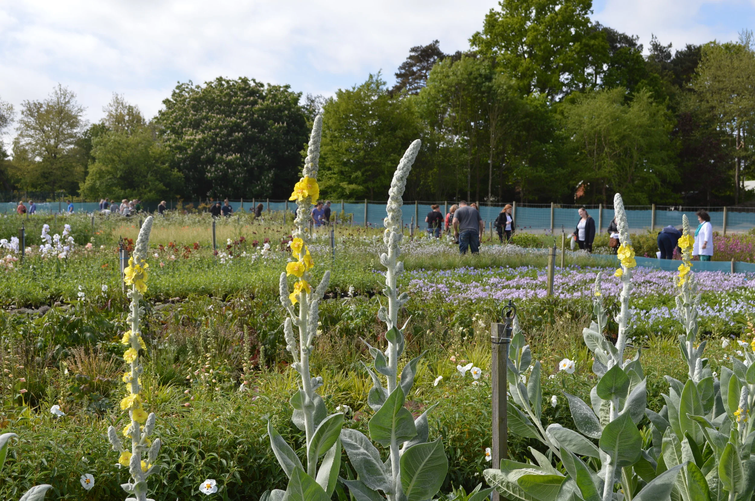 Hocus Crocus - now you see it.