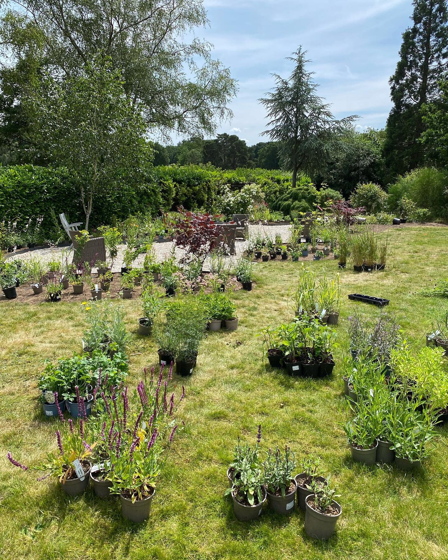 Good planting session this week

#plantingdesign #gardendesign  #herbaceous