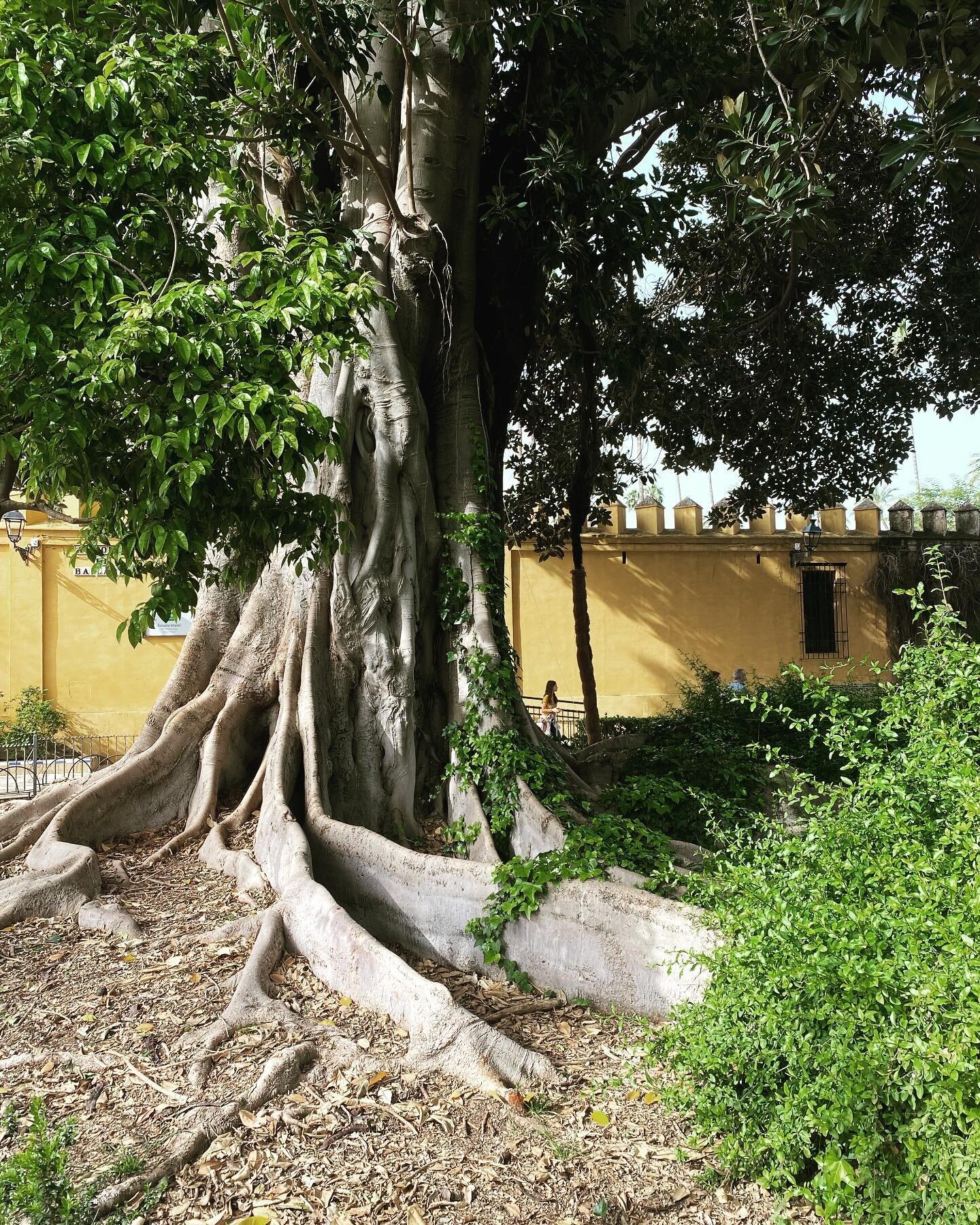 A couple of fine tree specimens  1.Ficus macrophylla (Moreton Bay fig tree) native to eastern Australia. Huge evergreen with distinctive buttress roots . 2.Cercis siliquastrum (Judas tree) native to Western Asia and Mediterranean, but spreading north