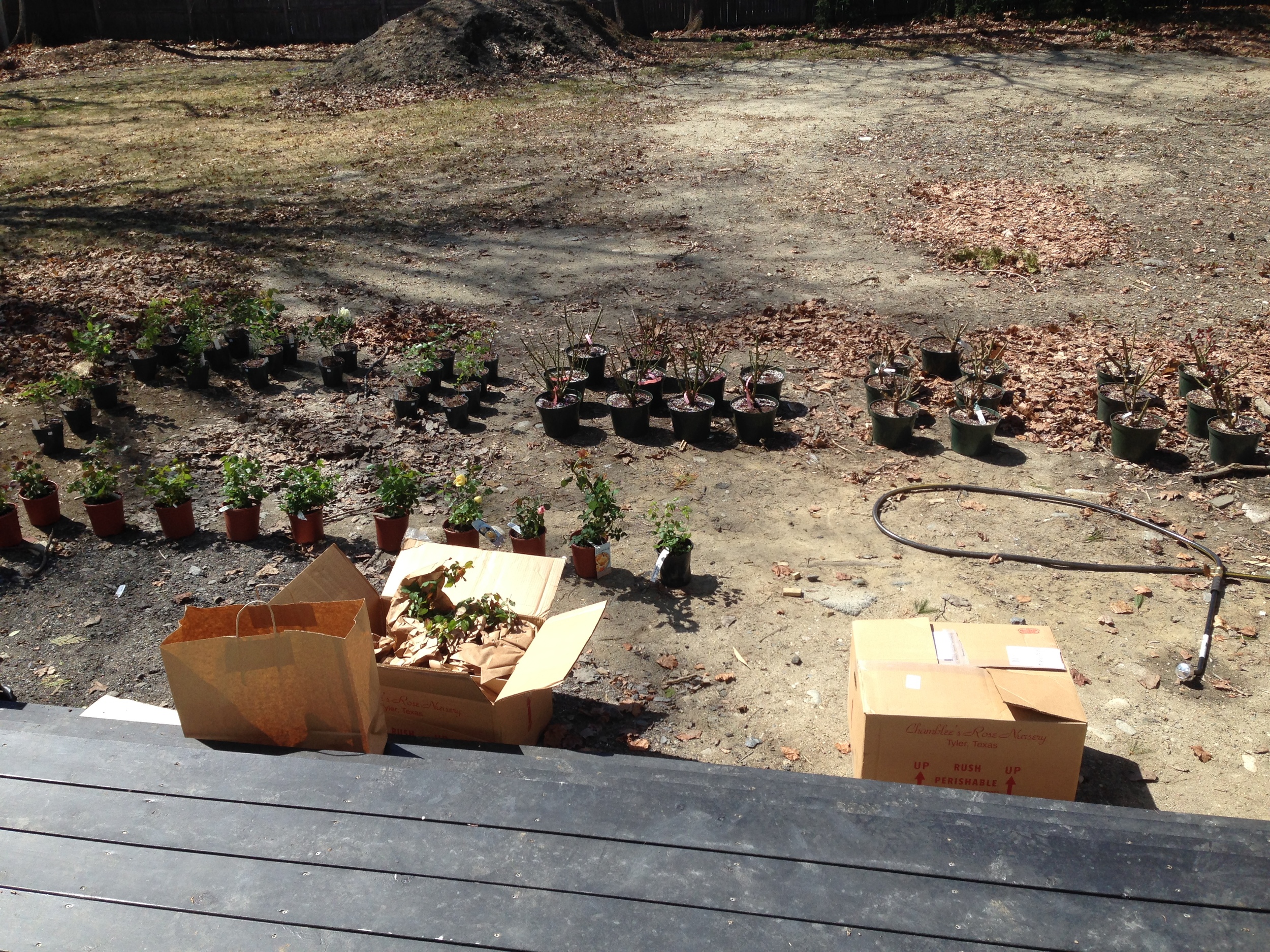 Spent this sunny day potting up roses for the new garden! This is NOT their final destination in the garden... just a staging area off the back deck so I can easily keep them watered until they get into the ground.
