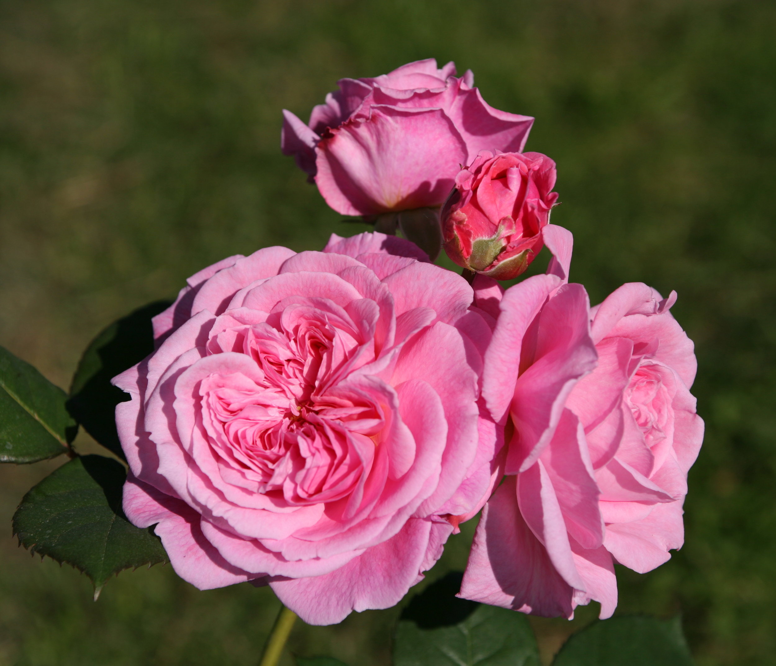'Summer Romance' 