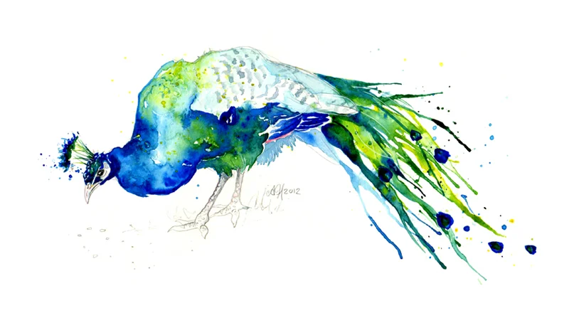 peacock1amyholliday.jpg