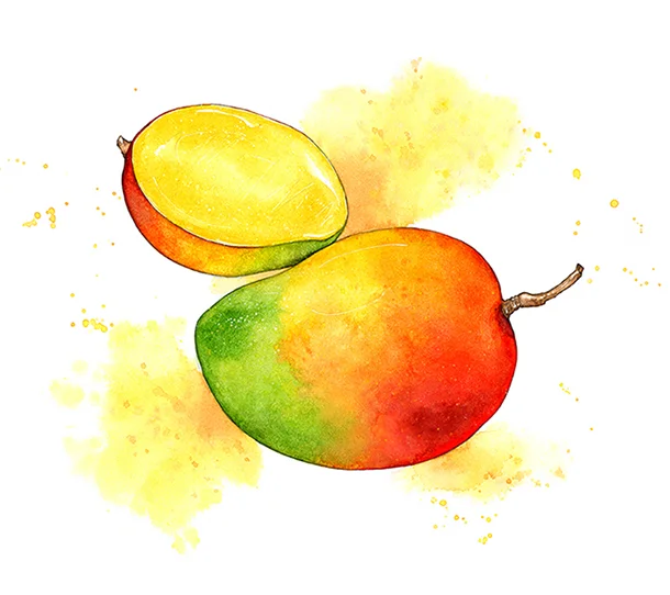 Mango 3 small 2.jpg