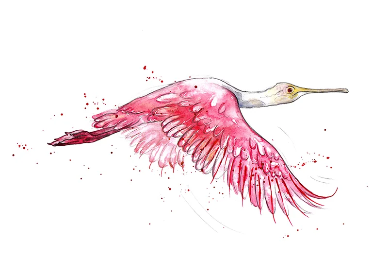 Roseate Spoonbill colour smaller web.jpg