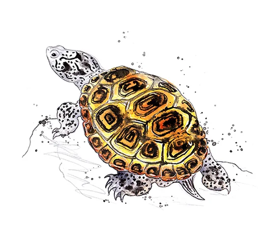 Diamondback terrapin colour smaller web.jpg