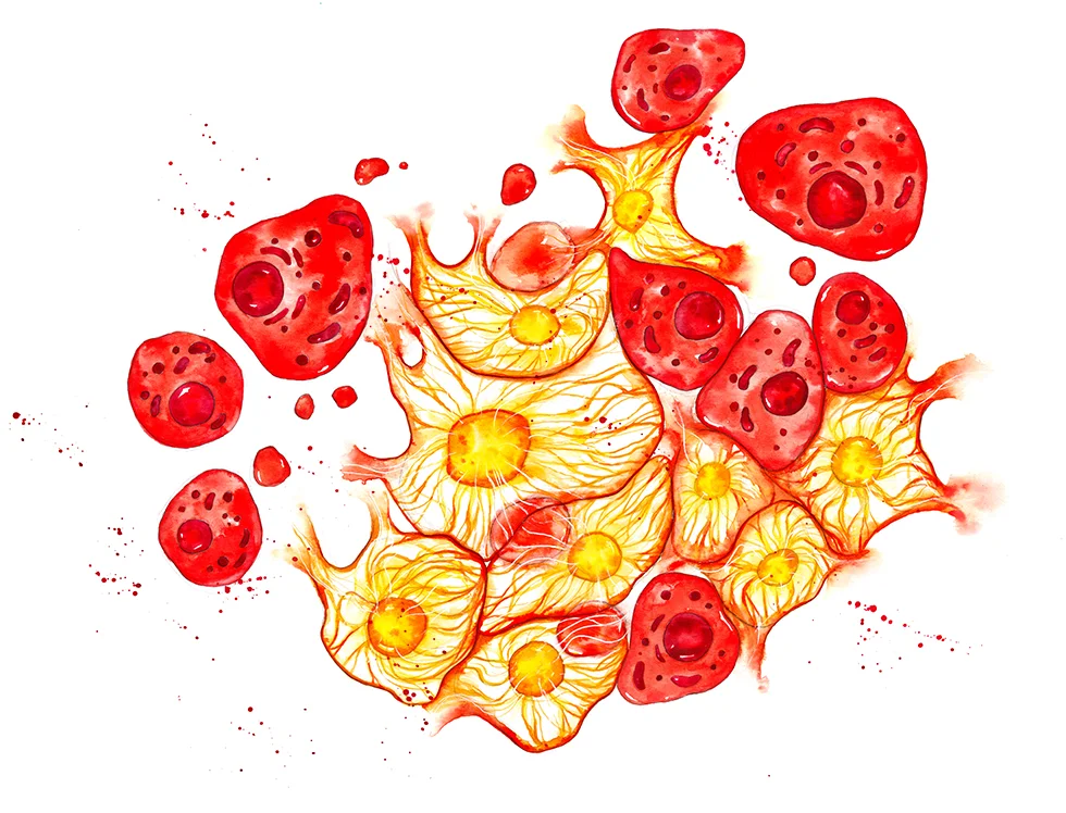 4 Cell Structures colour small with splats.jpg