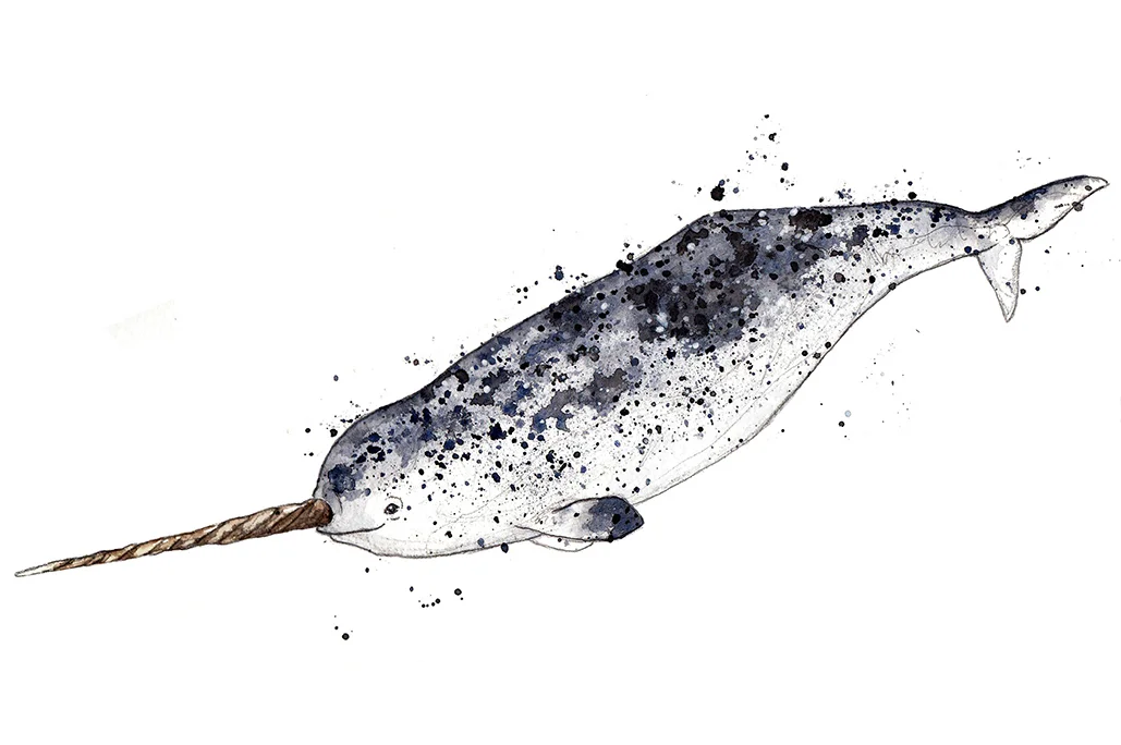 narwhal ed small.jpg