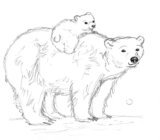 POlar bear mum sktch small.jpg