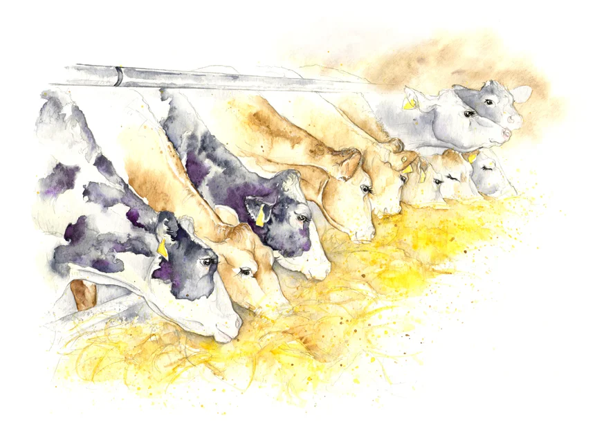 cows 2 small ed bg.jpg
