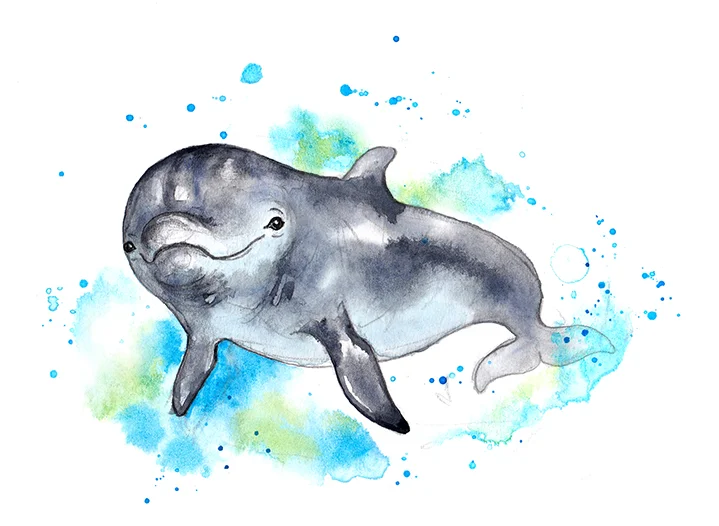 dolphin 1 colour ed small.jpg