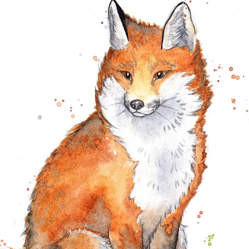 fox+3+sit+big+grass+300.jpg