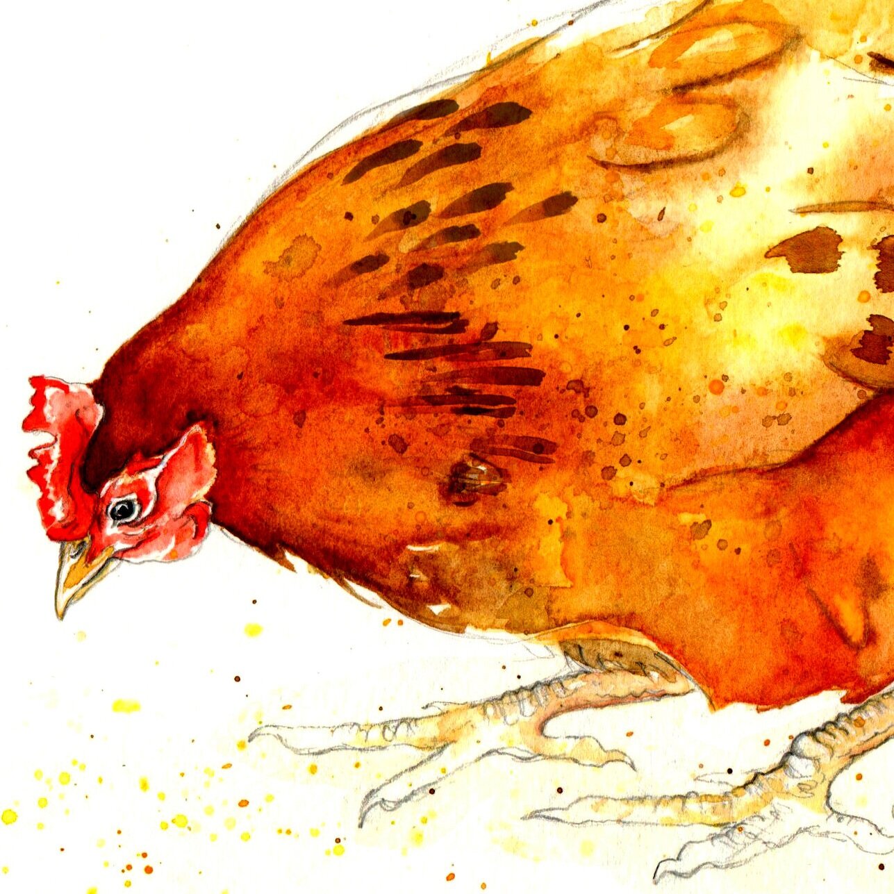 hen3+2.jpg