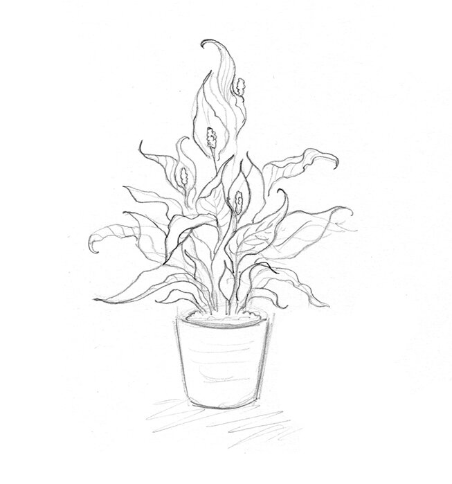 Peace lily sketch small.jpg