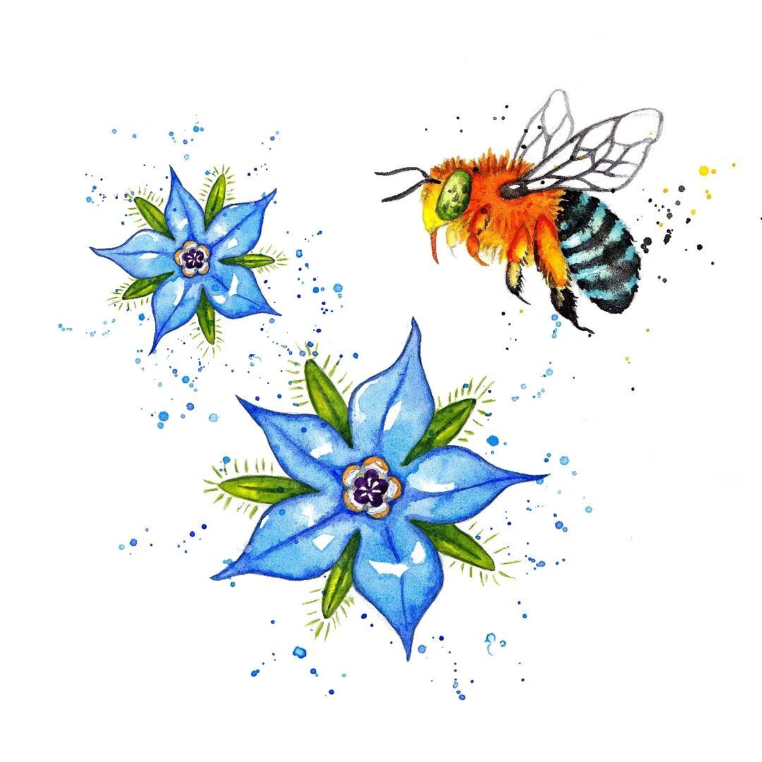 An Aussie blue banded bee, and their favourite blue borage flowers, to add some summery colours to your feed 🐝 Illustrations done for The Little Book of Bees. I'd love to paint more of these colourful little guys at some point! 

#watercolours #blue