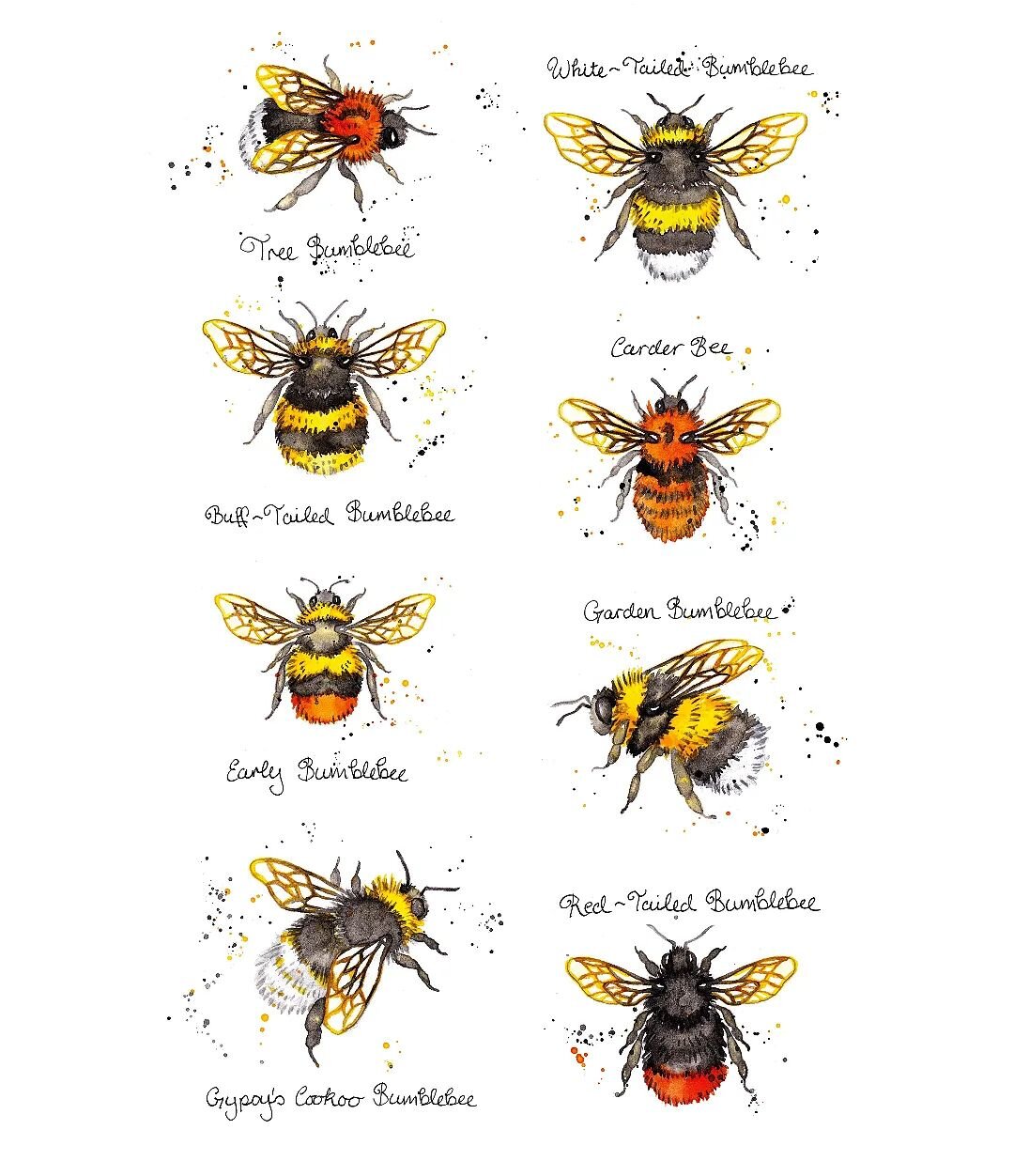 The Little Book of Bees turned 3 years old in August! Here is a collection of bumblebees of Europe that were illustrated for the Book! 🐝🐝

#thelittlebookofbees #bookillustration
#bees #beebooks #watercolours #watercolourbees
#watercolourillustratio