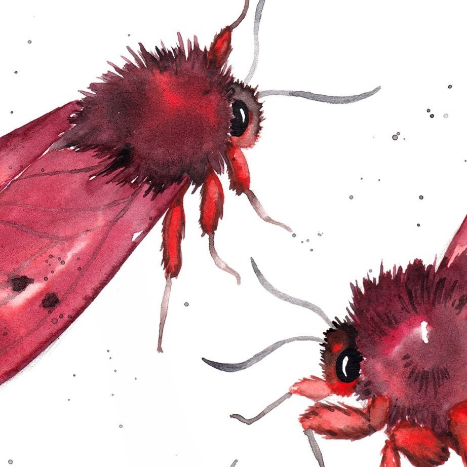 ruby+tiger+moths+three+big+300.jpg