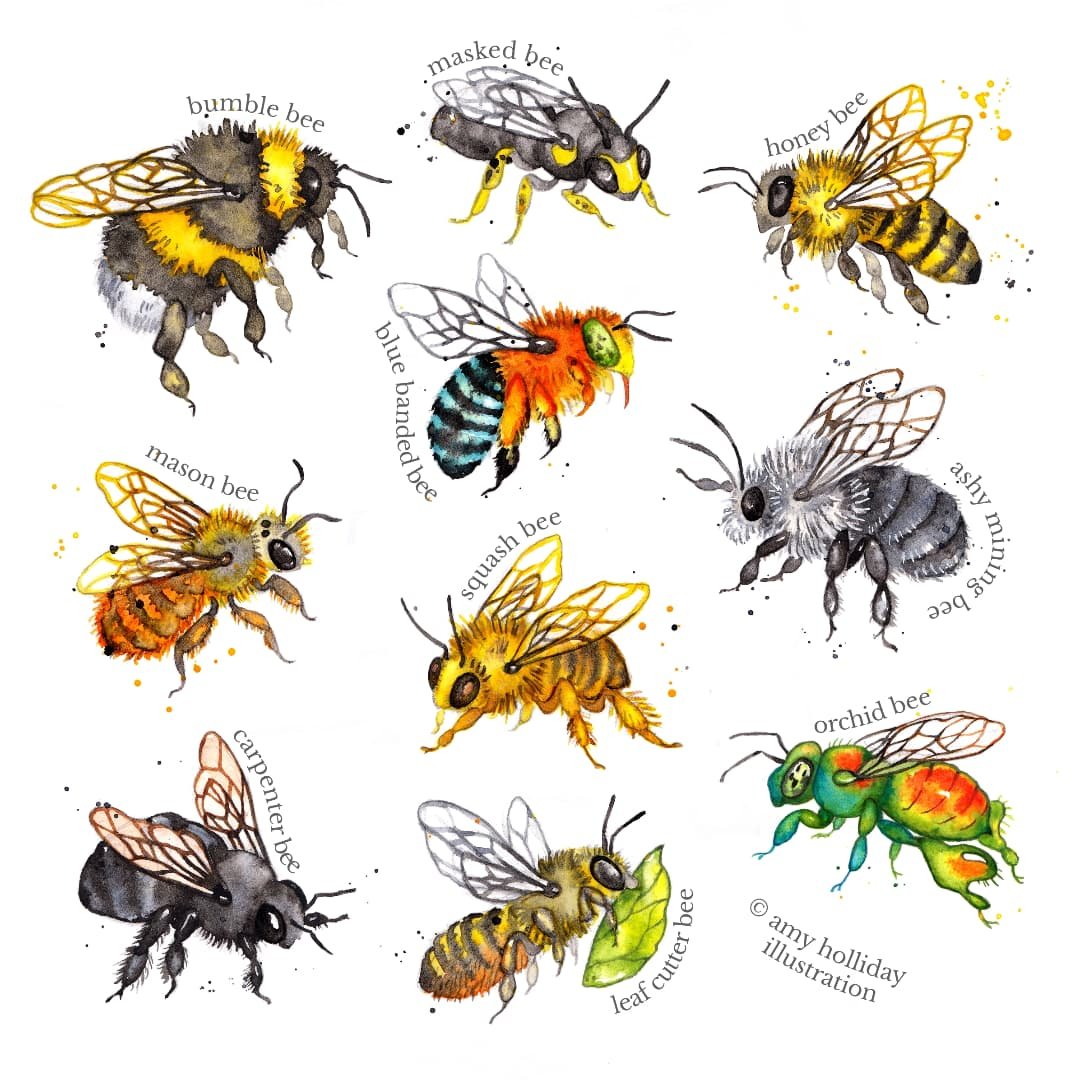 It was world bee day on Tuesday 🐝 Here's a little collection of different bees, with added species names. Just a few of them - there's lots :) some of them are so colourful. 

These bee species illustrations were done for the Little Book of Bees, pu