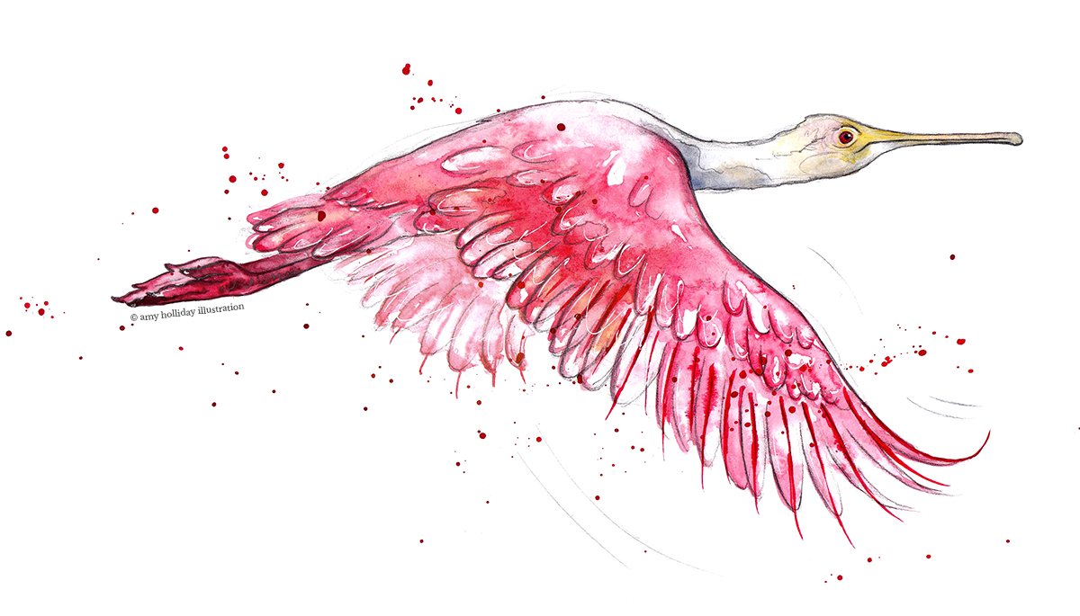 Roseate Spoonbill colour sml C.jpg