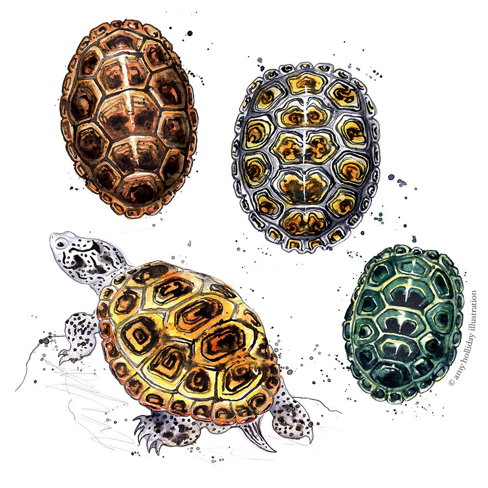 Diamondback terrapin with shells colour 300 C.jpg