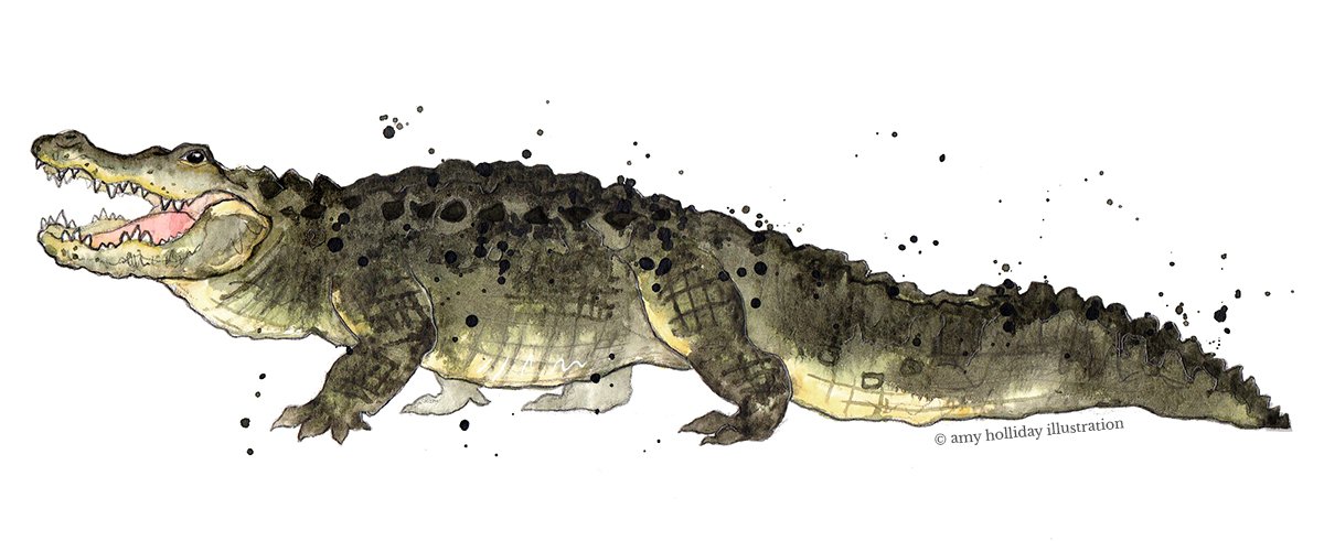 Alligator colour big 4 Corrected less yellow 300 C.jpg
