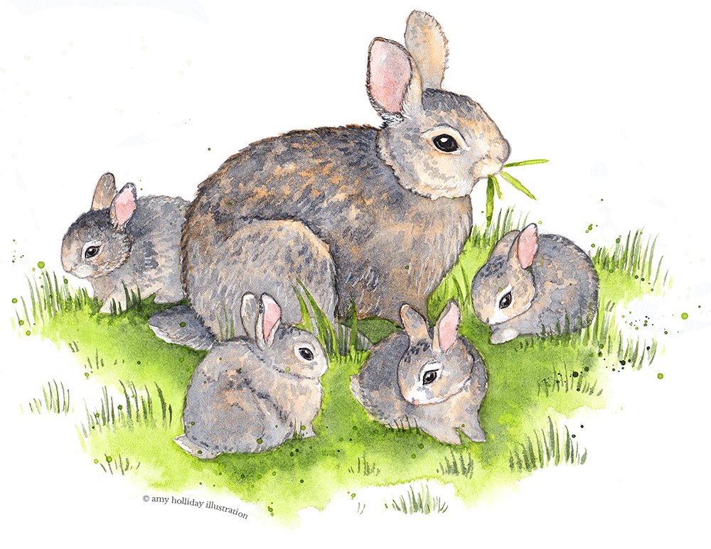Marsh Rabbit family colour big flip 300 C.jpg