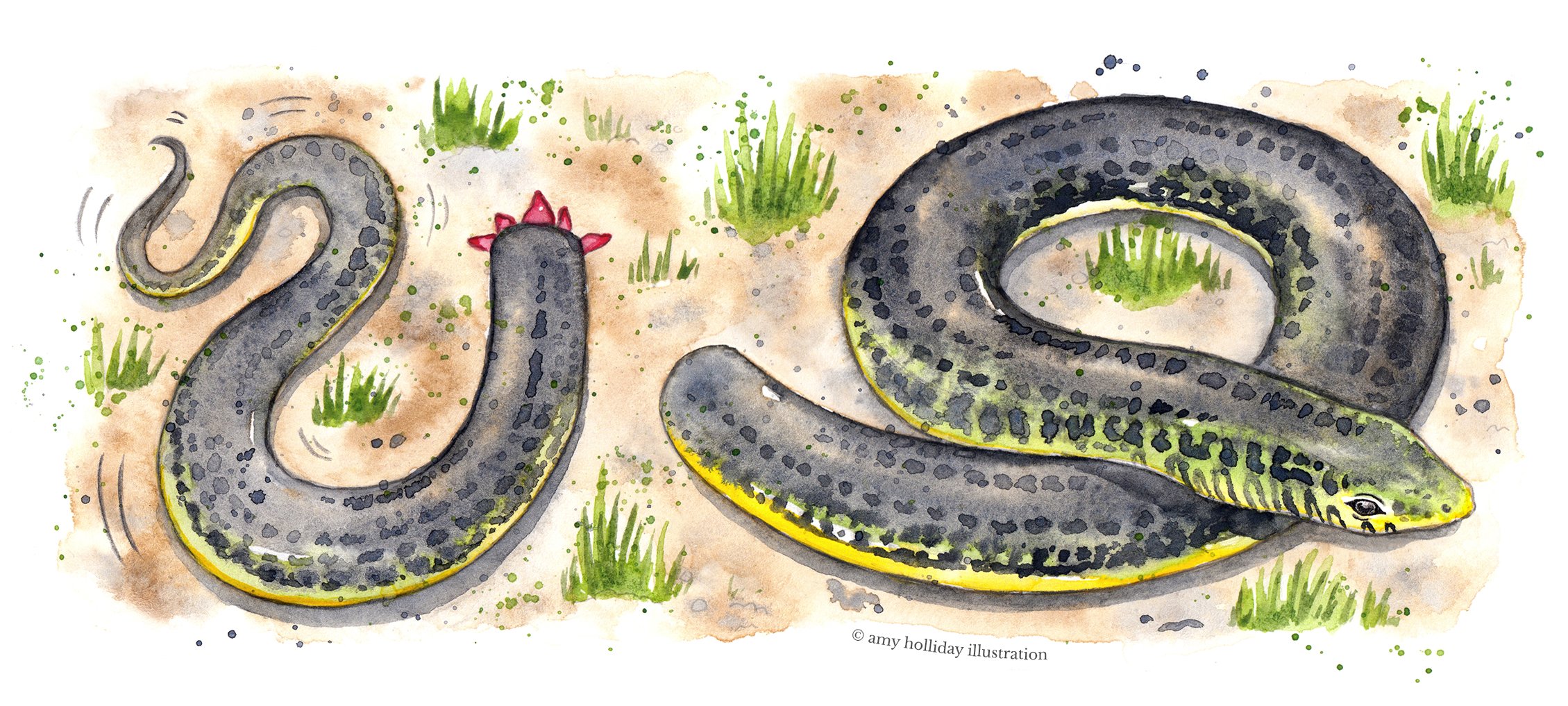 glass lizard colour big 300 C.jpg