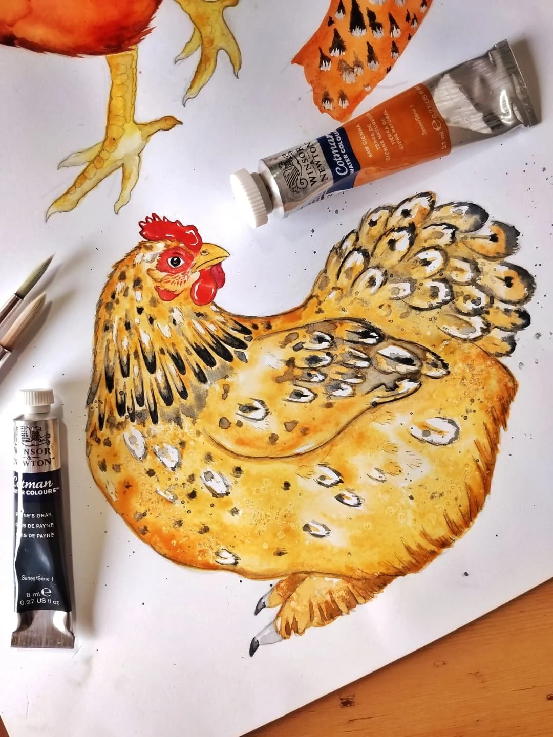 Some of the breeds paintings for "The Little Book of Chickens" 🐔 I love seeing watercolour illustrations on the paper, not just on the screen (digital), so here they are with some of the paints used. 
I mostly blend two or three pigments