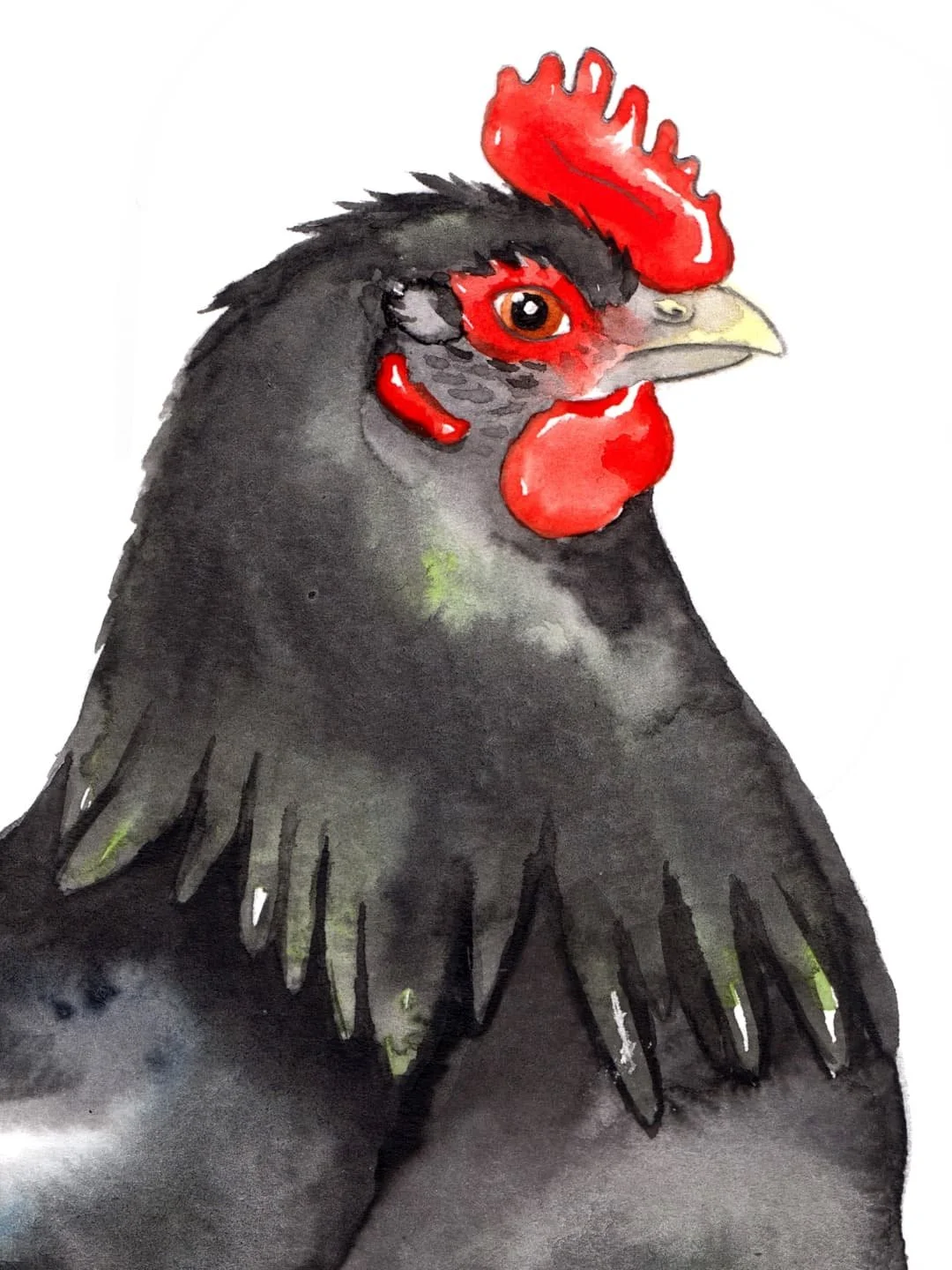 Chicken portraits! (Close ups from The Little Book of Chickens)
#watercolour #winsorandnewton  #Chickens #illustrationart #bookillustration